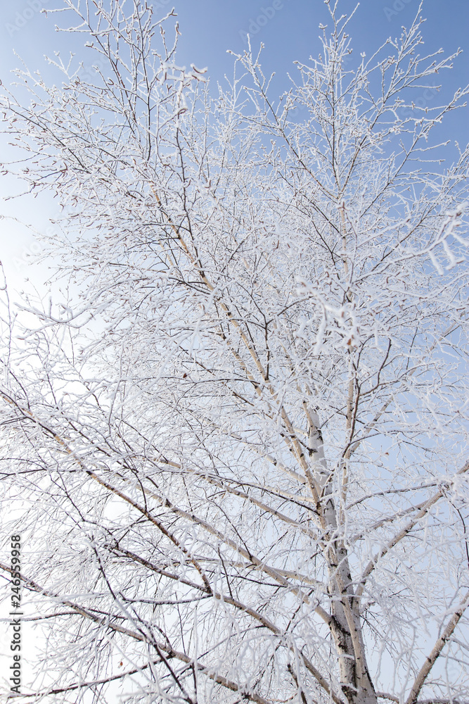 Frozen branches on a tree against a blue sky Frozen branches on a tree against a blue sky