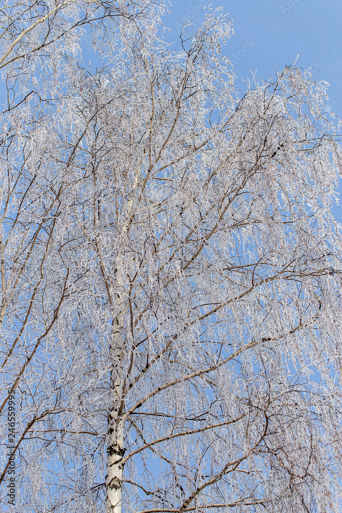Frozen branches on a tree against a blue sky Frozen branches on a tree against a blue sky