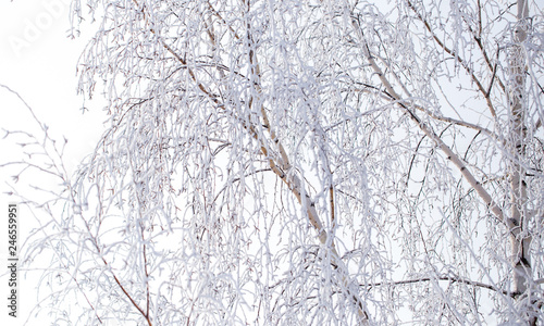 Frozen branches on a tree in the forest in winter