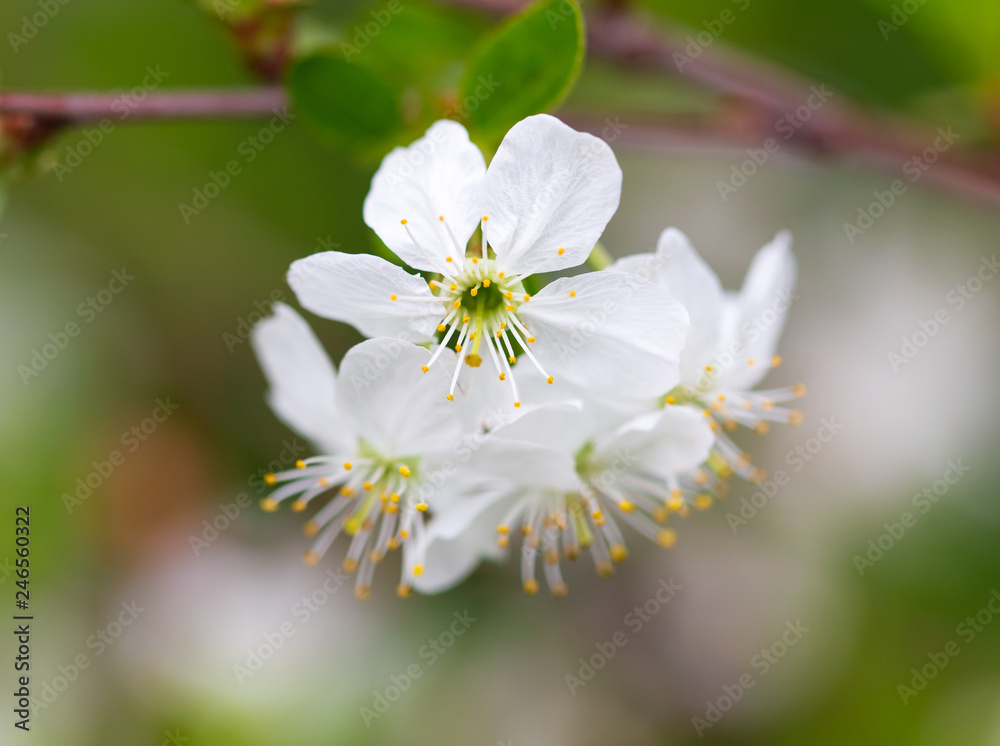 Flowers on the branches of cherry in spring Flowers on the branches of cherry in spring