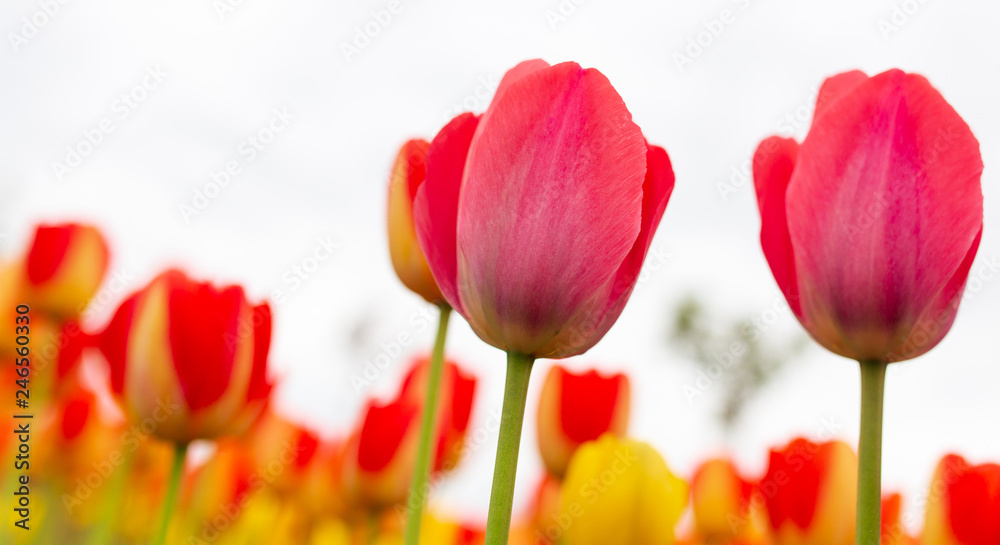 Multicolored tulips in the park as a background Multicolored tulips in the park as a background