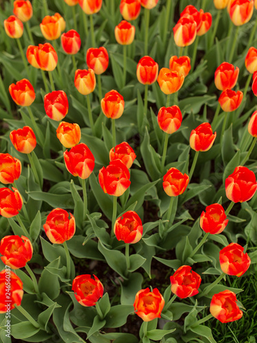 Red tulips in the park as background