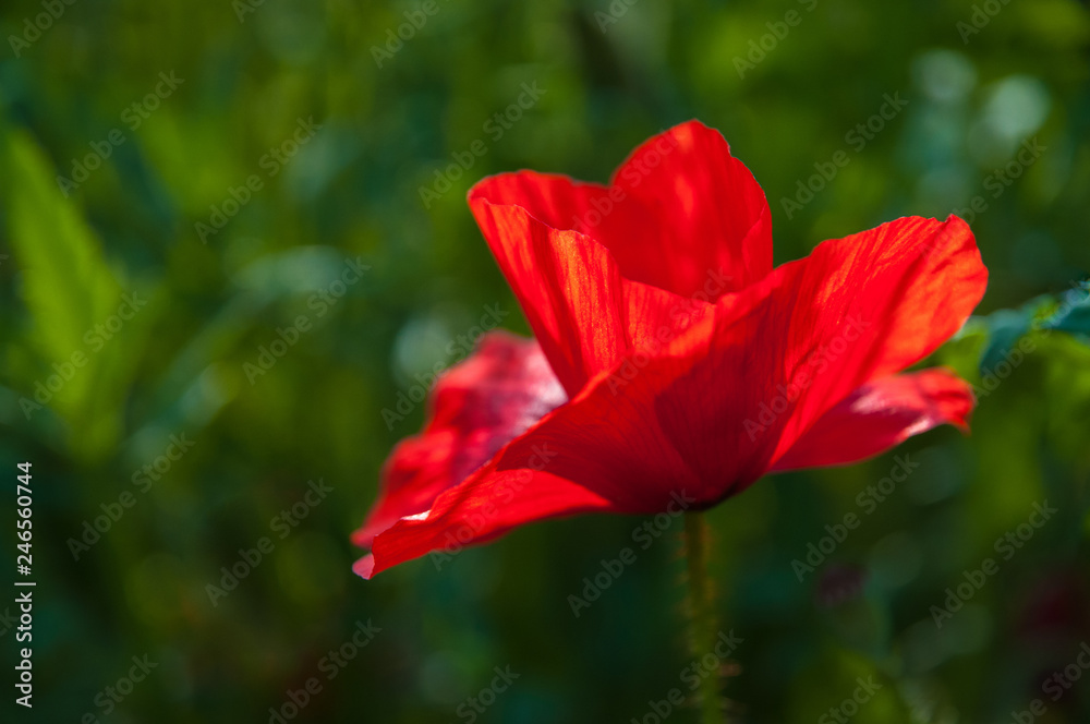 Obraz premium Coquelicot