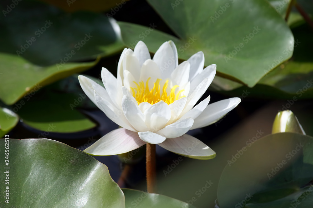 bright flower lily lotus water bright flower lily lotus water