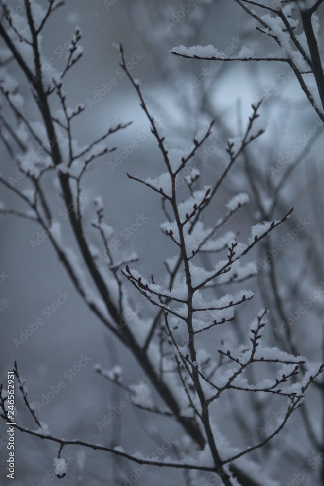 Dark winter branches сovered with white snowflakes Dark winter branches сovered with white snowflakes