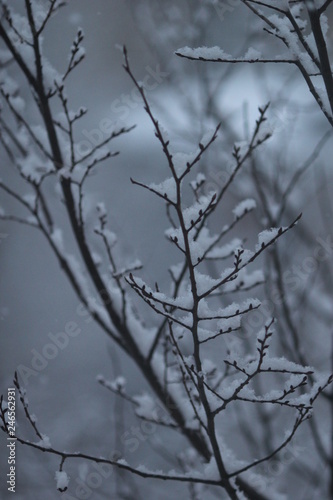 Dark winter branches сovered with white snowflakes