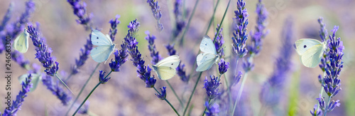 white butterfly on lavender flowers macro photo © Vera Kuttelvaserova