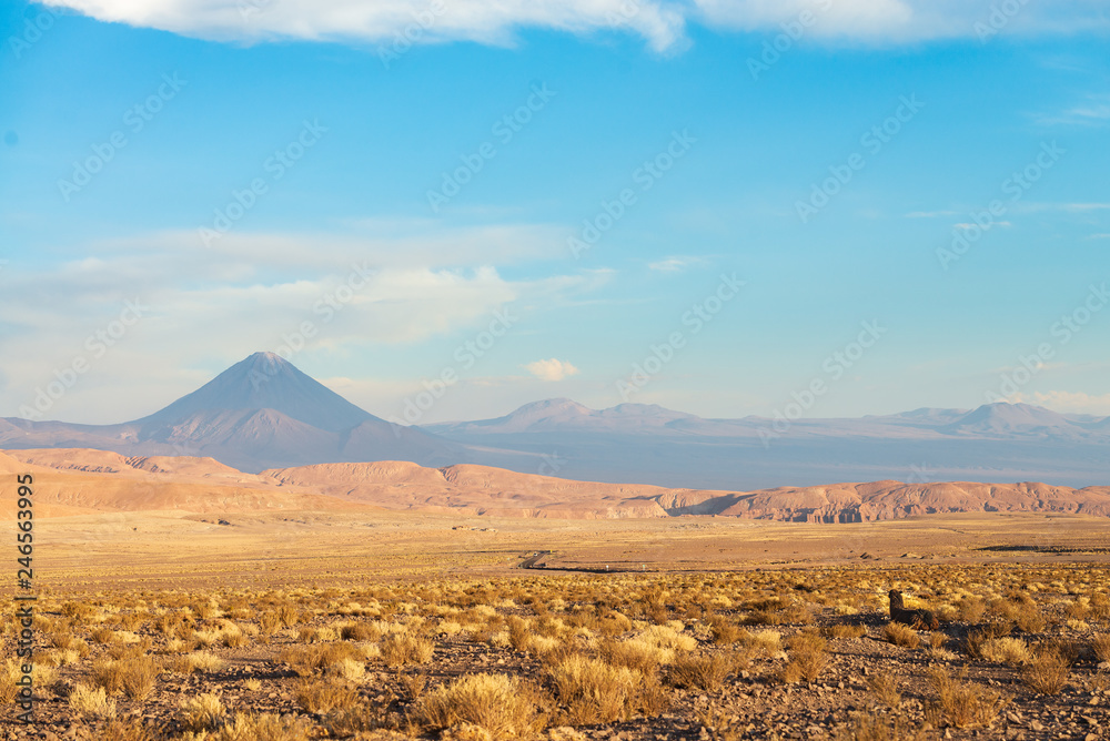 Llama watching the volcano in the atacama desert