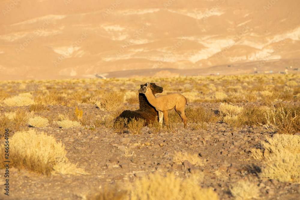 Fototapeta premium Llamas in the Atacama Desert grandfather and grandson
