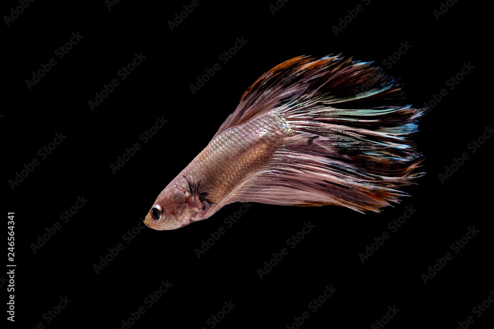 Siamese fighting fish colorful fish on a black background, Halfmoon Betta. Siamese fighting fish colorful fish on a black background, Halfmoon Betta.