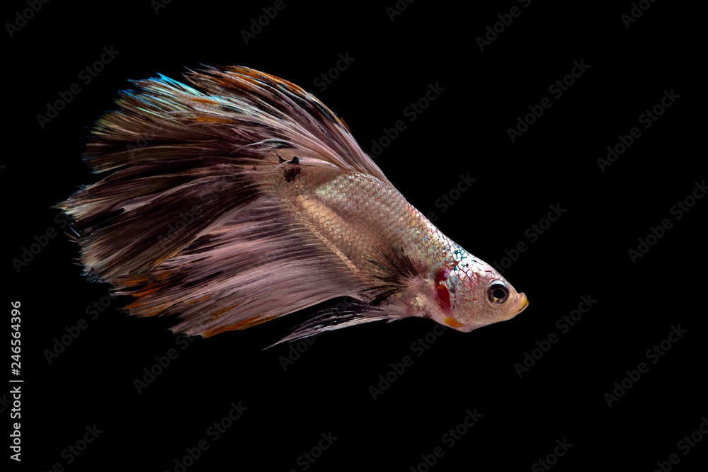 Siamese fighting fish colorful fish on a black background, Halfmoon Betta. Siamese fighting fish colorful fish on a black background, Halfmoon Betta.
