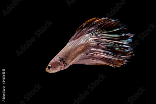 Fototapeta Naklejka Na Ścianę i Meble -  Siamese fighting fish colorful fish on a black background, Halfmoon Betta.