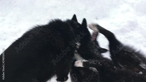 Huskies play in the snow. Idyllic frozen nature in winter.  photo