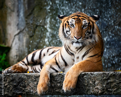 Portrait of tiger.