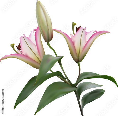 isolated light pink lily with bud and two blooms