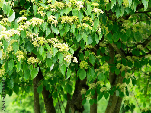 Cornus sanguinea - Le cornouiller sanguin un arbrisseau à tiges au feuillage gaufré et ondulé de couleur vert foncé au printemps avec ses fleurs en corymbes de couleur blanc ivoire photo