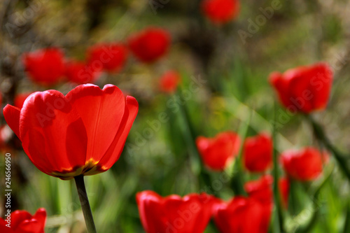 red tulips on green background