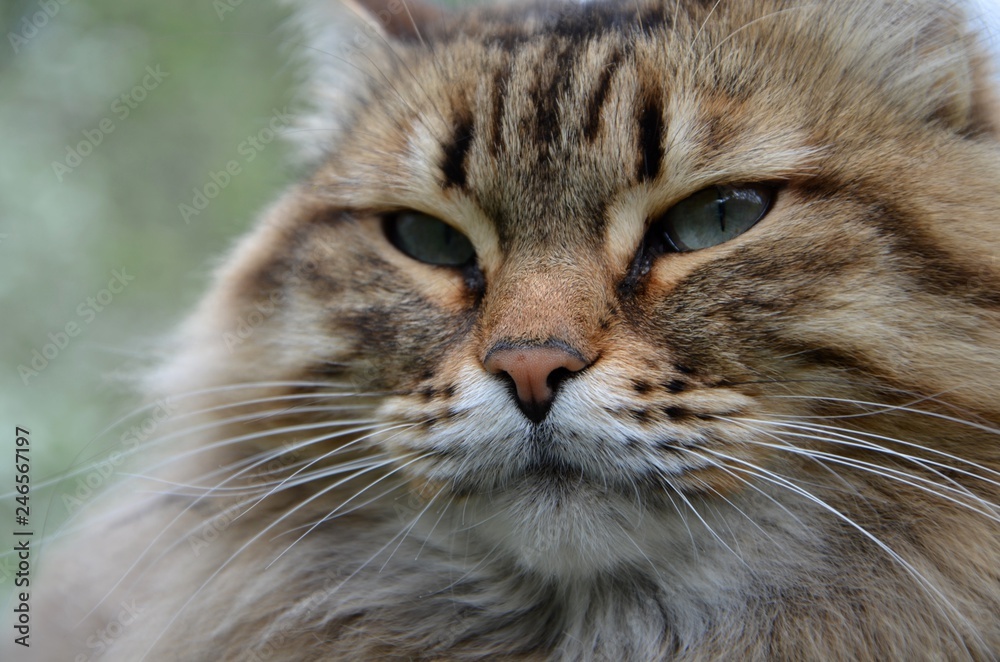 The Siberian cat breed