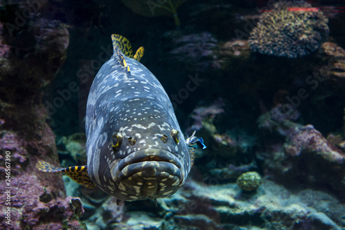 Giant malabar grouper fish photo