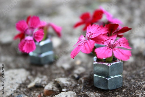 male and female - flowers and nuts