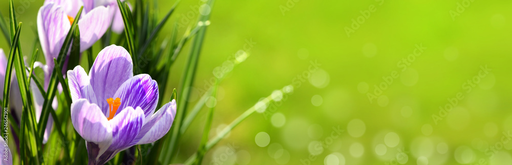 Blumen 1016 Blumen 1016