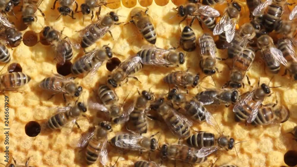 Larvae and cocoons bees.
Bee honeycombs are developing larvae of insects.
