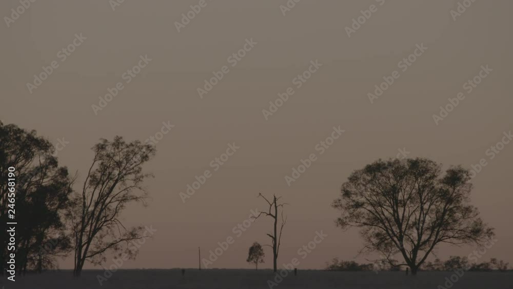 Silhouette Of Trees On Australian Landscape Silhouette Of Trees On Australian Landscape