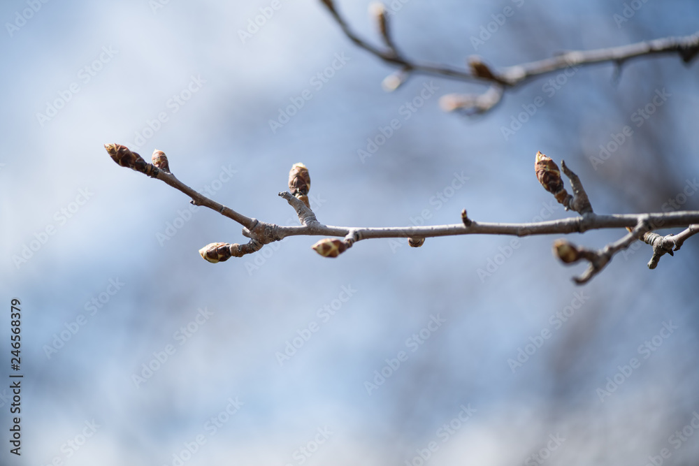 Young buds on a branch of a fruit tree pear in early spring close-up. Horizontal photography Young buds on a branch of a fruit tree pear in early spring close-up. Horizontal photography