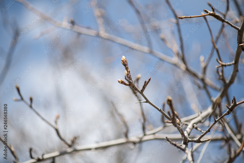Young buds on a branch of a fruit tree pear in early spring close-up. Horizontal photography
