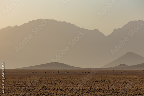 Zebras und Antilopen in der W  ste 