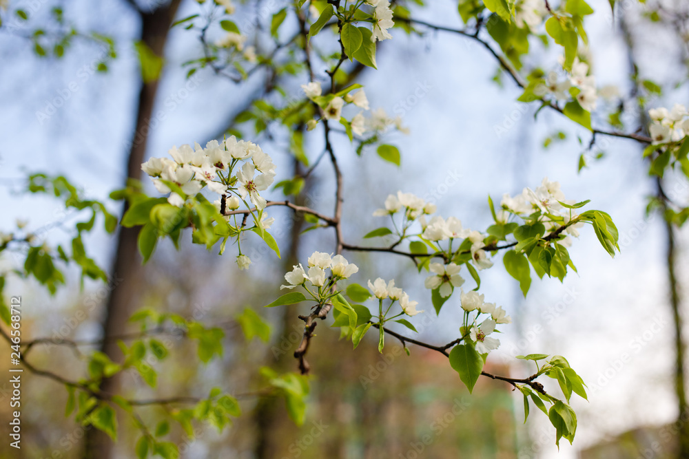 branch of apple tree in spring