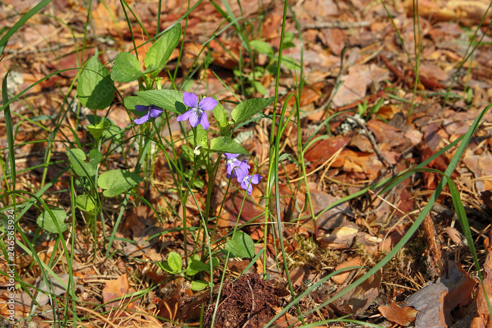 Viola canina blooming in early spring in the forest. Medicinal plant used in folk medicine. Horizontal image, copy space Viola canina blooming in early spring in the forest. Medicinal plant used in folk medicine. Horizontal image, copy space