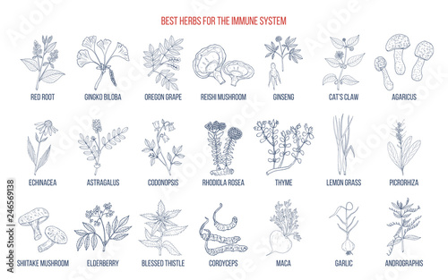 Best medicinal herbs for the immune system