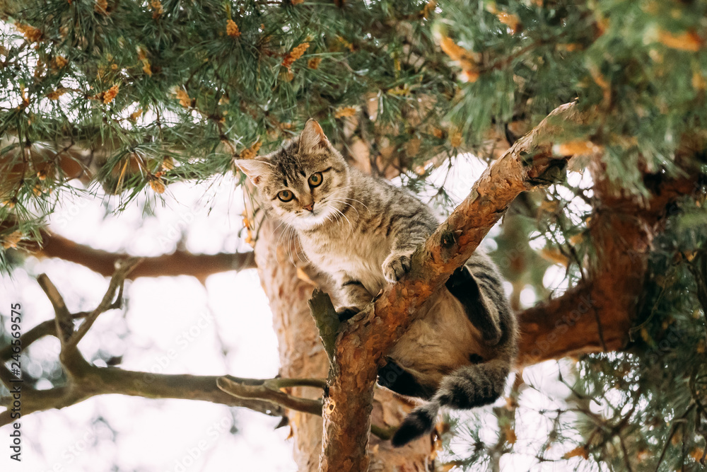 Funny Cat Sitting On A Pine Tree Branch In Summer Forest Park