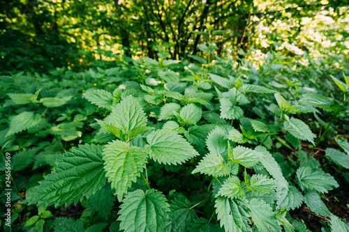 Twigs Of Wild Plant Nettle Or Stinging Nettle Or Urtica Dioica In Meadow photo
