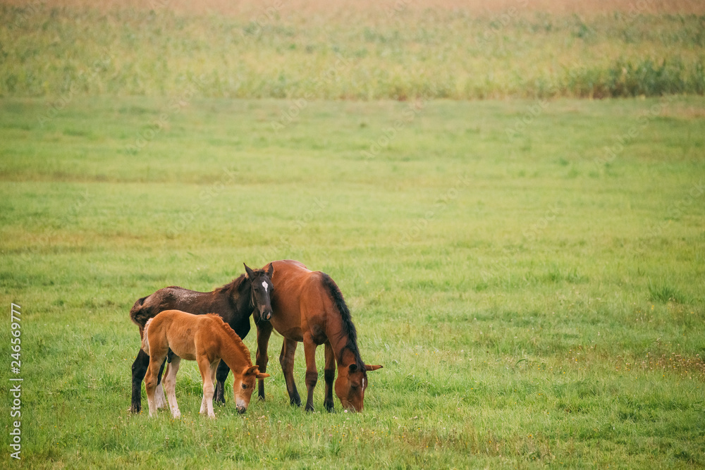 Horse And Two Foals Young Horses Grazing On Green Meadow Near River In Summer Season. Belarus