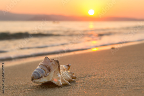 Картината върху платно Sea shell on the beach at sunset