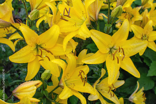 Fototapeta Naklejka Na Ścianę i Meble -  Yellow Lily in the garden, close-up. Lily yellow inflorescence has dew drops. Copy space. Suitable for catalog. Place for text. Selective focus.