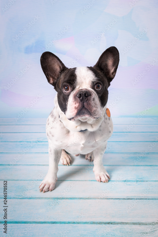 French bulldog posing over pastel background