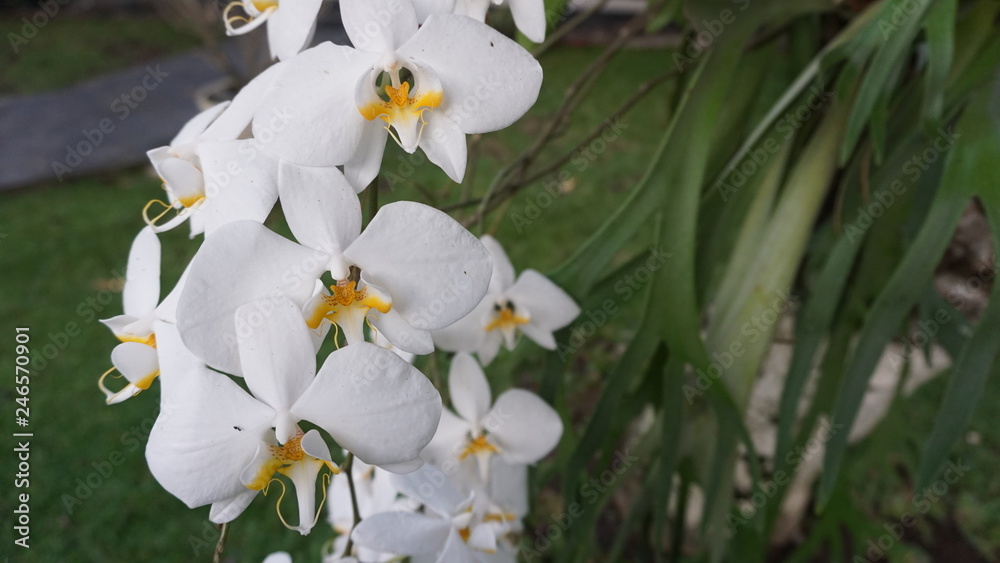 white orchid flowers that grows in a tree at the backyard white orchid flowers that grows in a tree at the backyard