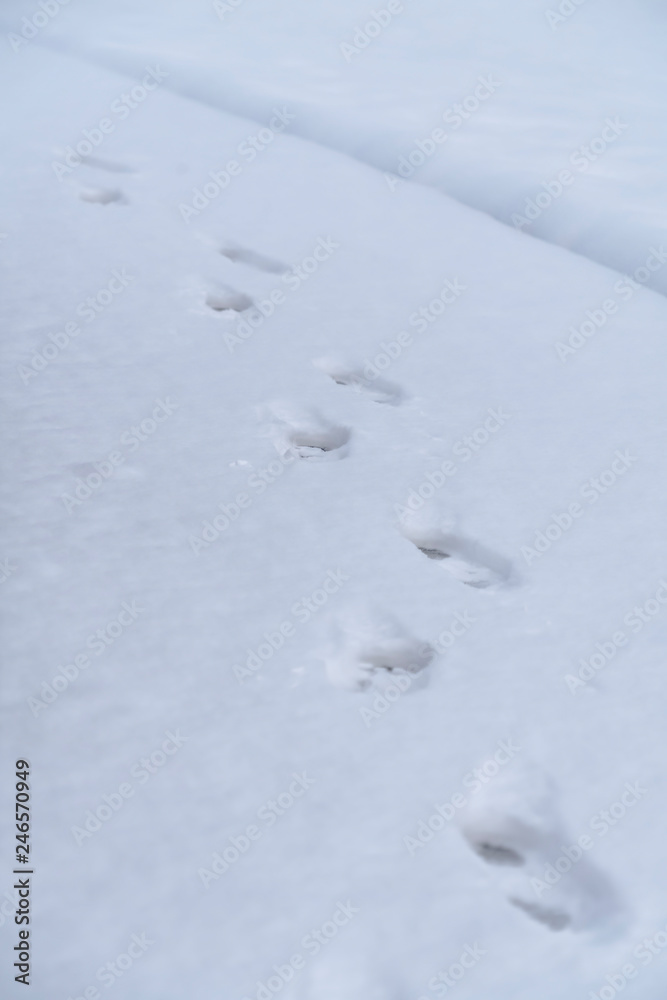 Footsteps on a sheet of snow covering the ground Footsteps on a sheet of snow covering the ground