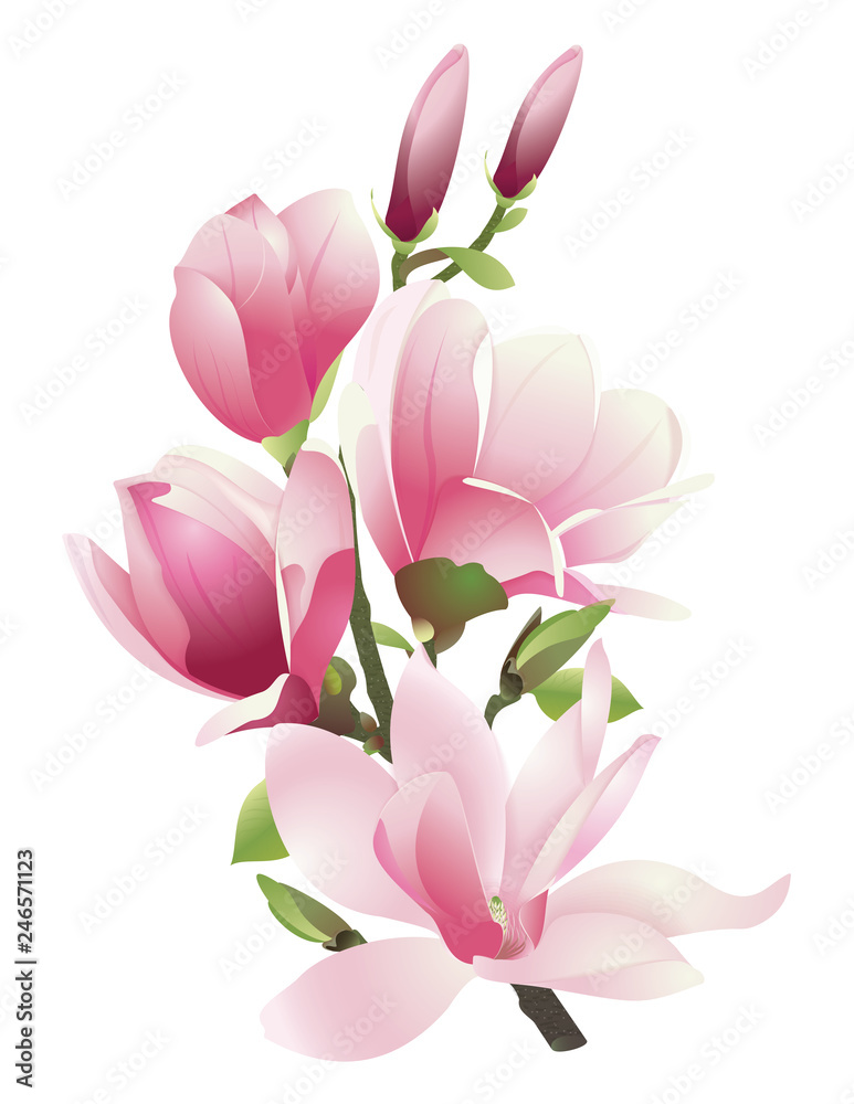A branch of magnolia with pink flowers and leaves on a white background. Spring flowers in vector A branch of magnolia with pink flowers and leaves on a white background. Spring flowers in vector