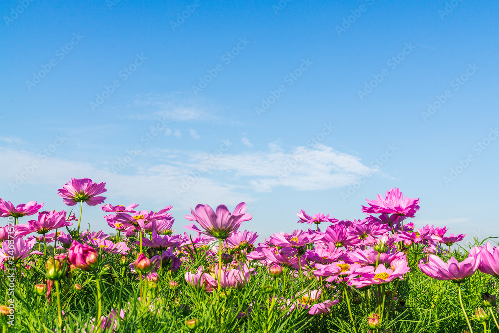 Beautiful pink cosmos flowers in blooming with sky and cloud background with copy space. Abstract summer background.