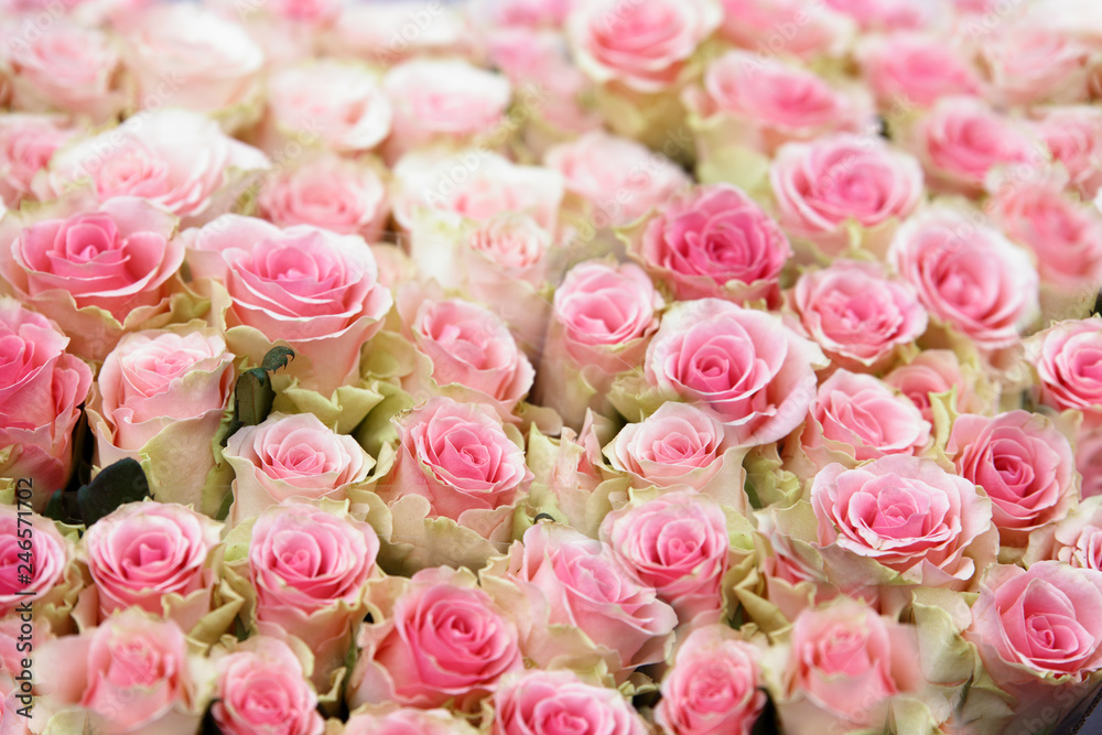Rose rosa Rose rosa