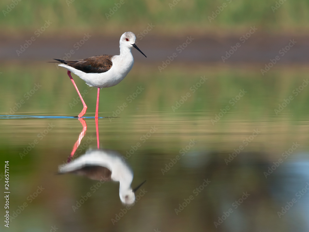 Obraz premium Black-winged Stilt