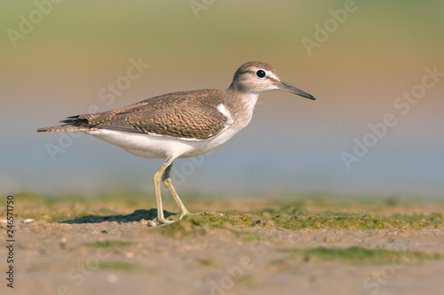 Common Sandpiper (Actitis hypoleucos)