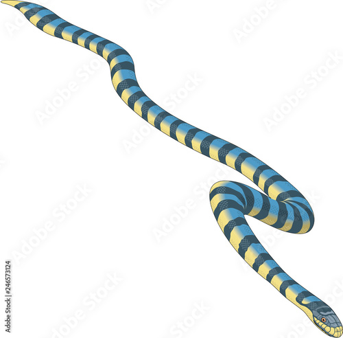 Sea Snake Vector Illustration