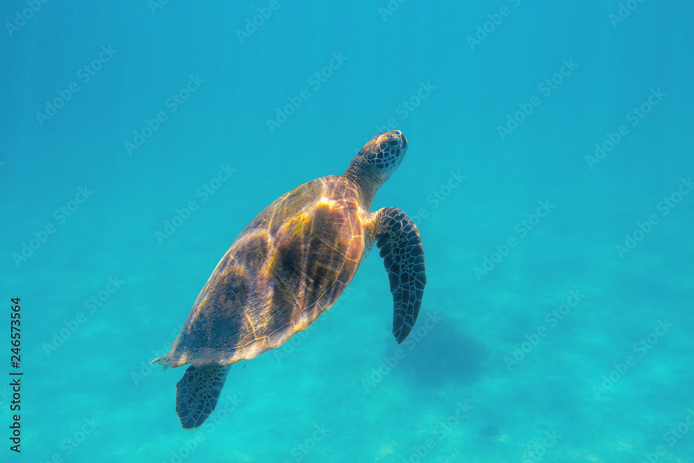 Obraz premium Marine turtle in aqua blue sea. Coral reef animal underwater photo. Marine tortoise undersea