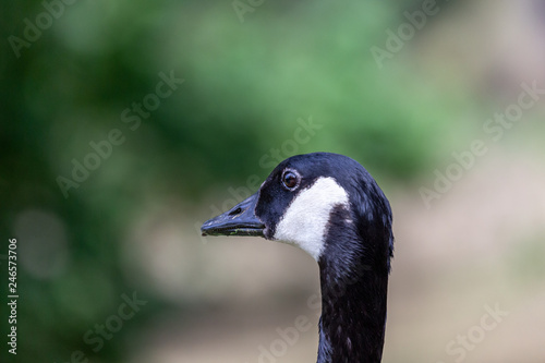 portrait of canadian goose