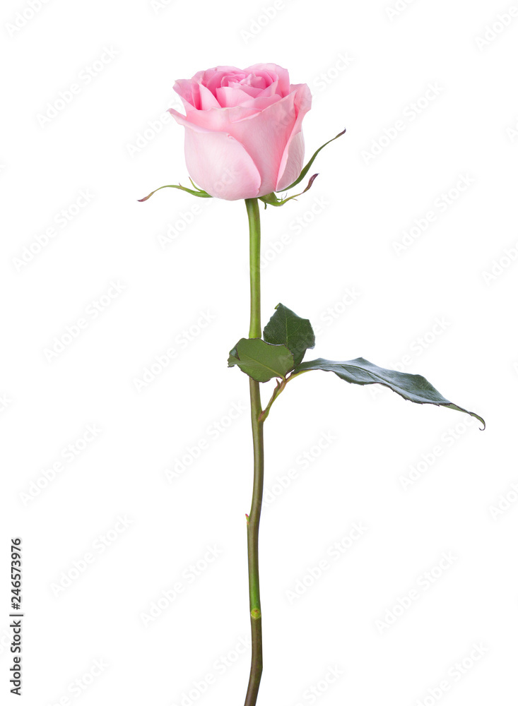 Light pink rose isolated on white background.